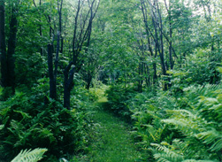 Wood